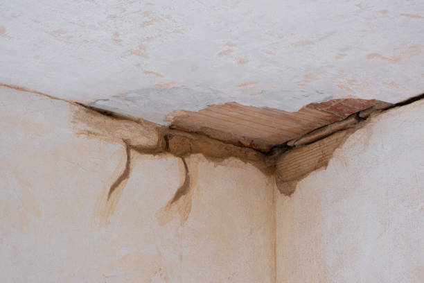 Best Mold removal after water damage  in Medford, NY