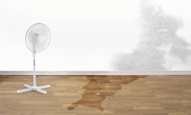 Best Ceiling water damage repair  in Medford, NY